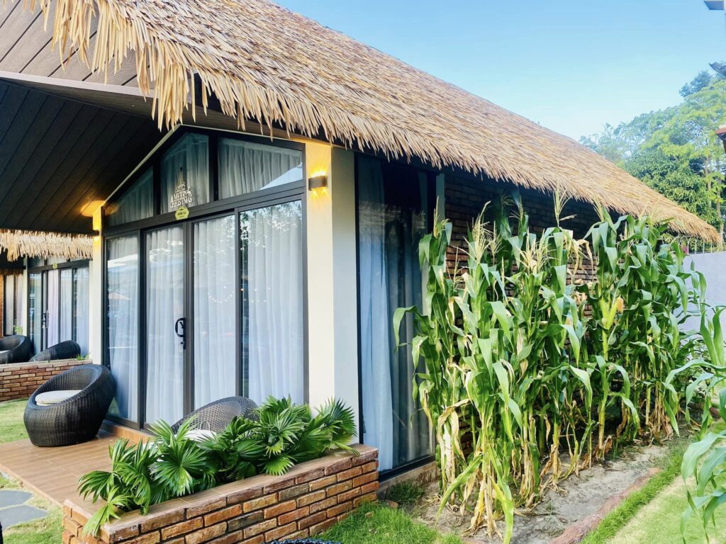 Rơm Nhân Tạo 2025 Mái Lá Ấn Tượng Cho Apple House & Coffee – Bà Rịa 4 Mái rơm nhân tạo kết hợp trồng ngô trước hiên nhà tạo cảnh quan xanh mát, tự nhiên.